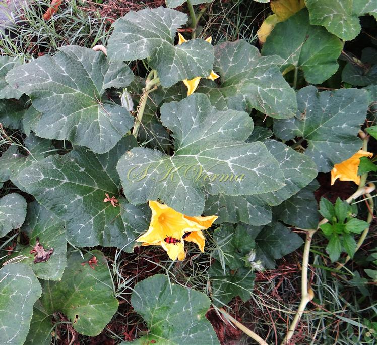  Leaves